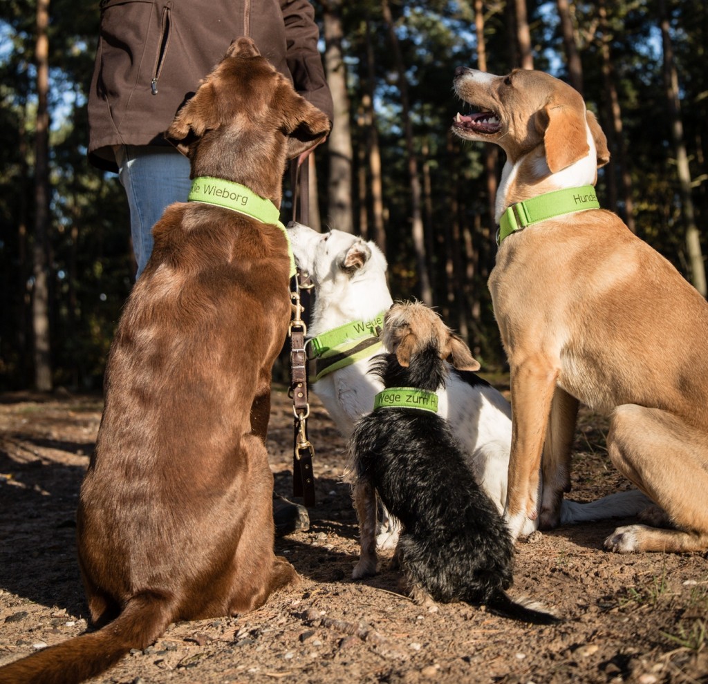 Hundeschule Wieborg Übungsgruppe 2