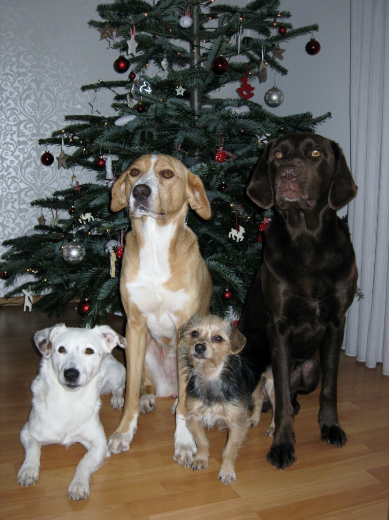 Hundeschule Wieborg Weihnachten